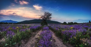 Campo da alfazema no por do sol Campos scented de florescência da flor da alfazema em fileiras infinitas fotografia de stock Campo da alfazema no por do sol Campos scented de florescência da flor da alfazema em fileiras infinitas fotografia de stock