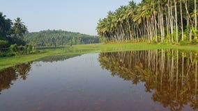campo de almofada com água imagem de stock campo de almofada com água imagem de stock