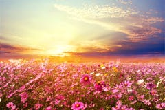 campo de flor rosado y rojo hermoso del cosmos con puesta del sol foto de archivo campo de flor rosado y rojo hermoso del cosmos con puesta del sol foto de archivo