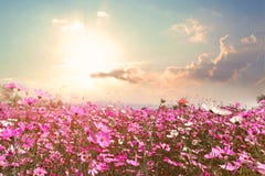 Campo de flor rosado y rojo hermoso del cosmos con sol imágenes de archivo libres de regalías Campo de flor rosado y rojo hermoso del cosmos con sol imágenes de archivo libres de regalías