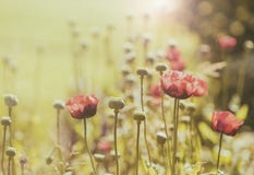 Campo de flores da papoila, estilo do vintage foto de stock Campo de flores da papoila, estilo do vintage foto de stock
