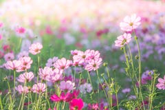 Campo de flores rosado del cosmos, paisaje de flores imágenes de archivo libres de regalías Campo de flores rosado del cosmos, paisaje de flores imágenes de archivo libres de regalías