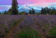 Campo de la lavanda en Hood River Oregon After Sunset imagen de archivo Campo de la lavanda en Hood River Oregon After Sunset imagen de archivo