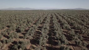 Campo de la opinión del aire de olivos cerca de Jaén almacen de metraje de vídeo Campo de la opinión del aire de olivos cerca de Jaén almacen de metraje de vídeo