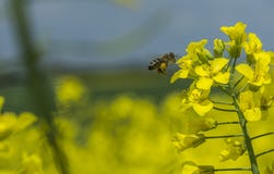 Campo de la rabina, violación de semilla oleaginosa, abeja imagen de archivo libre de regalías Campo de la rabina, violación de semilla oleaginosa, abeja imagen de archivo libre de regalías