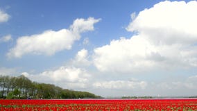 Campo de tulipanes Campo de tulipanes