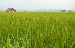 Campo del arroz en Luang Namtha foto de archivo Campo del arroz en Luang Namtha foto de archivo