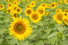 Campo del girasol Fondo floral brillante del verde amarillo crecimiento imagen de archivo Campo del girasol Fondo floral brillante del verde amarillo crecimiento imagen de archivo
