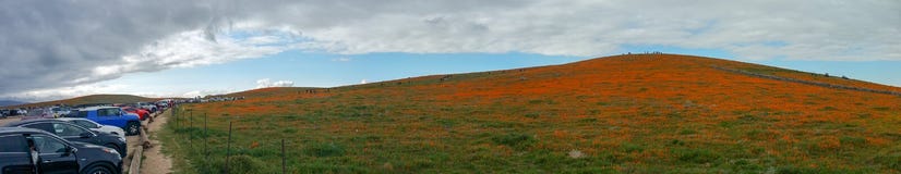 Campo del papavero di California nel deserto il giorno nuvoloso con i raggi di sole che vengono con il californica di Eschscholzi fotografia stock Campo del papavero di California nel deserto il giorno nuvoloso con i raggi di sole che vengono con il californica di Eschscholzi fotografia stock