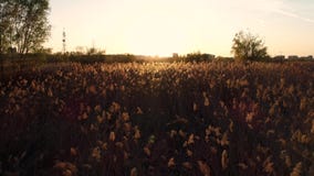 Campo del tramonto a lamella stock footage Campo del tramonto a lamella stock footage