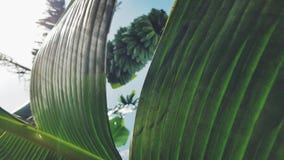 Campo della banana immagine stock Campo della banana immagine stock