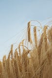 Campo di grano immagine stock libera da diritti Campo di grano immagine stock libera da diritti