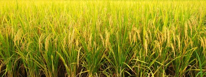 Campo do arroz Imagens de Stock Campo do arroz Imagens de Stock