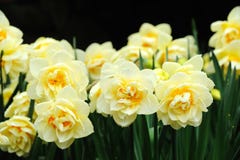 Campo do Daffodil imagens de stock royalty free Campo do Daffodil imagens de stock royalty free