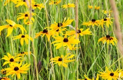 Campo do Rudbeckia amarelo (Susan Flower de olhos pretos) imagem de stock Campo do Rudbeckia amarelo (Susan Flower de olhos pretos) imagem de stock