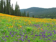 Campo dos pansies e das globo-flores cercados pelo taiga Siberian imagens de stock Campo dos pansies e das globo-flores cercados pelo taiga Siberian imagens de stock