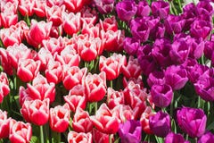 Campo hermoso de los tulipanes en tiempo de primavera imagenes de archivo Campo hermoso de los tulipanes en tiempo de primavera imagenes de archivo