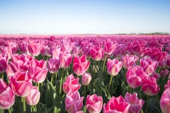 Campo rosado del tulipán Imágenes de archivo libres de regalías Campo rosado del tulipán Imágenes de archivo libres de regalías
