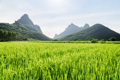 Campo verde claro del arroz que sorprende y montañas escénicas del karst imagenes de archivo Campo verde claro del arroz que sorprende y montañas escénicas del karst imagenes de archivo