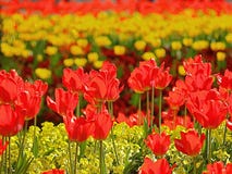 Campo vermelho e amarelo bonito da tulipa fotos de stock Campo vermelho e amarelo bonito da tulipa fotos de stock