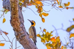 Campo τρεμούλιασμα, Colaptes Campestris, ένα είδος πουλιού στην οικογένεια δρυοκολαπτών, Pocone, Pantanal, Mato Grosso, Βραζιλία στοκ εικόνες Campo τρεμούλιασμα, Colaptes Campestris, ένα είδος πουλιού στην οικογένεια δρυοκολαπτών, Pocone, Pantanal, Mato Grosso, Βραζιλία στοκ εικόνες