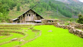 campos de granja magníficos, terrazas del arroz de arroz, Sapa, Vietnam almacen de video campos de granja magníficos, terrazas del arroz de arroz, Sapa, Vietnam almacen de video