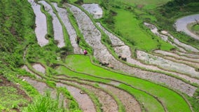 campos de granja magníficos, terrazas del arroz de arroz, Sapa, Vietnam almacen de metraje de vídeo campos de granja magníficos, terrazas del arroz de arroz, Sapa, Vietnam almacen de metraje de vídeo
