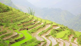 campos de granja magníficos, terrazas del arroz de arroz, Sapa, Vietnam metrajes campos de granja magníficos, terrazas del arroz de arroz, Sapa, Vietnam metrajes