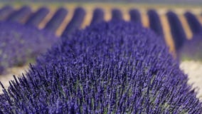 Campos de la lavanda Campos de la lavanda