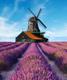 Campos de la lavanda con el molino de viento fotos de archivo Campos de la lavanda con el molino de viento fotos de archivo