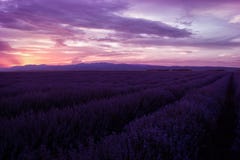 Campos de la lavanda Imagen hermosa del campo de la lavanda Paisaje de la puesta del sol del verano, colores que ponen en contras fotos de archivo Campos de la lavanda Imagen hermosa del campo de la lavanda Paisaje de la puesta del sol del verano, colores que ponen en contras fotos de archivo