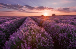 Campos de la lavanda Imagen hermosa del campo de la lavanda Paisaje de la puesta del sol del verano, colores que ponen en contras foto de archivo libre de regalías Campos de la lavanda Imagen hermosa del campo de la lavanda Paisaje de la puesta del sol del verano, colores que ponen en contras foto de archivo libre de regalías