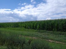 Campos de maíz debajo de un cielo nublado azul brillante 2 fotos de archivo libres de regalías Campos de maíz debajo de un cielo nublado azul brillante 2 fotos de archivo libres de regalías