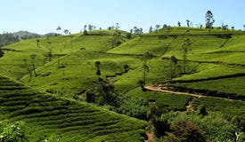 Campos del té Campos del té