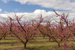Campos del árbol de melocotón, en un día nublado y brillante fotografía de archivo libre de regalías Campos del árbol de melocotón, en un día nublado y brillante fotografía de archivo libre de regalías