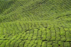 Campos do chá em Cameron Highlands, Malásia imagens de stock royalty free Campos do chá em Cameron Highlands, Malásia imagens de stock royalty free