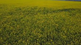 Campos grandes del canola desde arriba almacen de video Campos grandes del canola desde arriba almacen de video