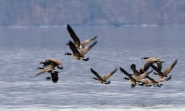 Canada Geese in flight during the spring migration
