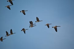 Canada Geese In Flight Stock Images