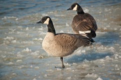 Canada Geese Standing On A Frozen Pond Royalty Free Stock Photo