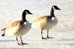 Canada Goose Stock Photos