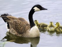 Canada Goose Family Stock Photography Canada Goose Family Stock Photography