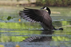 Canada Goose Flapping its Wings Royalty Free Stock Images Canada Goose Flapping its Wings Royalty Free Stock Images