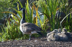 A Canada Goose with four baby`s at Golden Gate Park royalty free stock photos A Canada Goose with four baby`s at Golden Gate Park royalty free stock photos