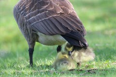 Canada Goose goslings sheltering under the mother goose