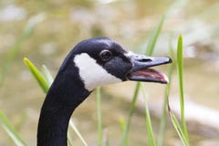 Canada Goose hissing mouth open stock photos Canada Goose hissing mouth open stock photos