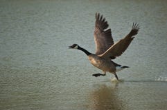 Canada Goose Running Across The Surface Of A Pond Stock Photos