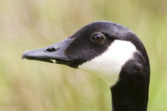 Canada Goose Side profile portrait stock photography Canada Goose Side profile portrait stock photography