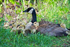 Canada Goose Sitting On A Nest With Her Goslings Stock Photo Canada Goose Sitting On A Nest With Her Goslings Stock Photo
