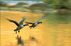 canadasflyg canadasflyg